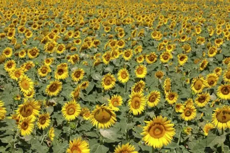 Portico della Volpe, Maison de vacances de charme à Foiano della Chiana - Photo 26
