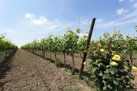 Castagno del Riccio, Maison de vacances moderne avec piscine, Foiano della Chiana - Photo 21