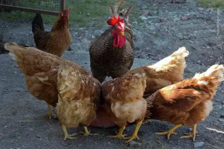 Villa Ulivo, Ferme de charme à Radda In Chianti avec piscine - Photo 37