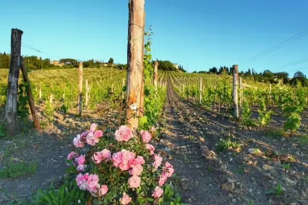 Limone, Ferme de charme à Radda In Chianti avec piscine - Photo 35
