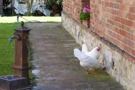 Forno, Ferme au sommet d'une colline à Castelnuovo Berardenga Toscane avec barbecue - Photo 37