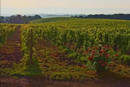Rondine, Vieille ferme à Poggibonsi avec piscine - Photo 28