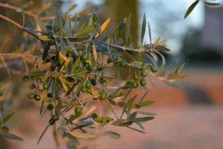 Rondine, Vieille ferme à Poggibonsi avec piscine - Photo 34