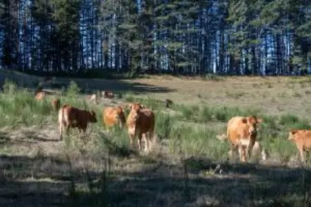 Renzo, Somptueux gîte à San Marcello Pistoiese avec piscine - Photo 24