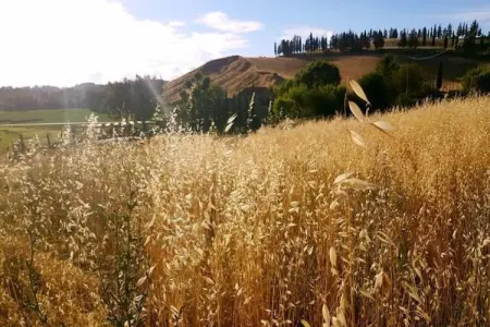 Ciclamino, Maison de vacances confortable à Peccioli avec piscine - Photo 30