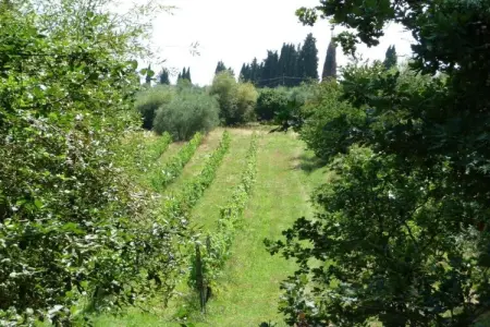 Ciclamino, Maison de vacances confortable à Peccioli avec piscine - Photo 34