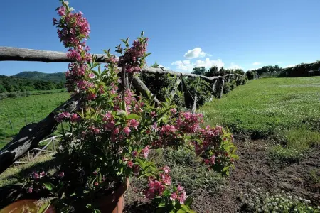 Piano, Ferme traditionnelle à Sorano avec piscine - Photo 33