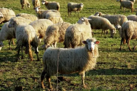 Piano, Ferme traditionnelle à Sorano avec piscine - Photo 39