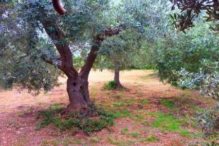 Le Cannelle, Maison de vacances avec jardin à Monte Argentario - Photo 29