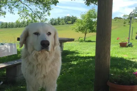 Scalocchio, Ferme à Apecchio avec piscine, patio, jardin, barbecue - Photo 26