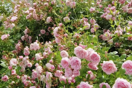 La Cinciallegra, Belle maison de vacances près de Cagli avec piscine - Photo 39