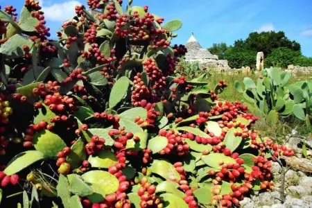 Il Tesoro, Charmant gîte au milieu des oliveraies de Cisternino - Photo 9