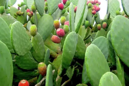Il Tesoro, Charmant gîte au milieu des oliveraies de Cisternino - Photo 10