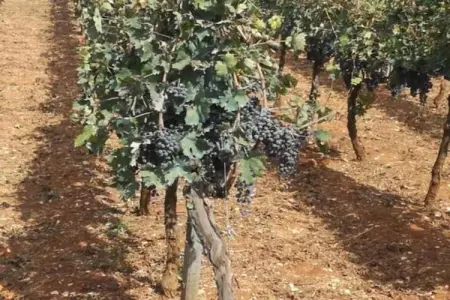 Il Tesoro, Charmant gîte au milieu des oliveraies de Cisternino - Photo 28