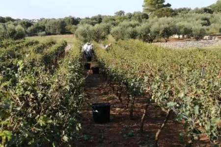 Il Tesoro, Charmant gîte au milieu des oliveraies de Cisternino - Photo 30