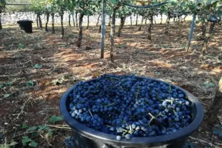 Il Tesoro, Charmant gîte au milieu des oliveraies de Cisternino - Photo 31