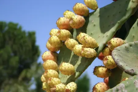 Quattro Colonne Tre, Maison de vacances cossue dans le Salento avec vue superbe - Photo 22