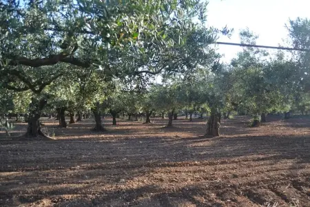 Montalbano Quattro, Maison de vacances à Sciacca avec piscine commune - Photo 33