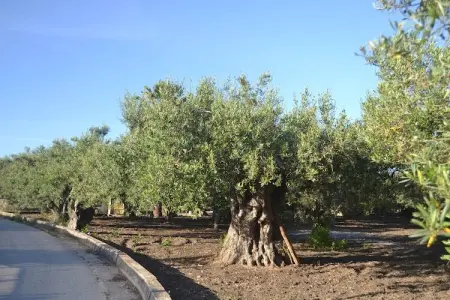 Montalbano Quattro, Maison de vacances à Sciacca avec piscine commune - Photo 35