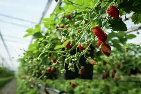 Montalbano Quattro, Maison de vacances à Sciacca avec piscine commune - Photo 39