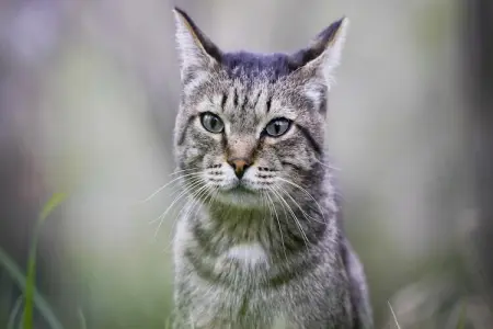 Villa Floridia Siracusa, Fabuleuse villa adaptée aux enfants à Syracuse - Photo 39