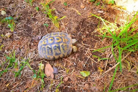 Casa del Carrubo, Maison de vacances couverte en Sicile avec terrasse privée - Photo 28