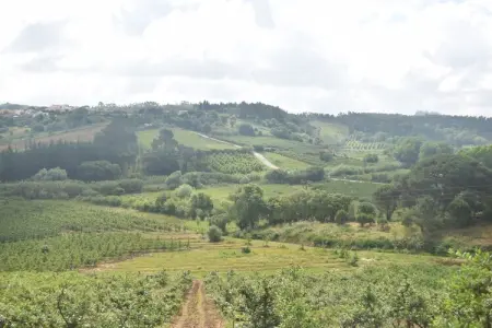 Vinha da Mata, Luxueuse villa avec piscine à Caldas da Rainha, Lisbonne - Photo 37