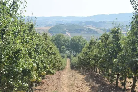 Casa do Coqueiro, Belle villa située à Óbidos, Lisbonne avec grand jardin - Photo 34