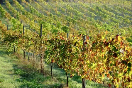 Casa Alpendre, Demeure chic avec piscine à Ponte de Lima - Photo 16