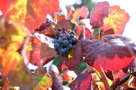 Casa Alpendre, Demeure chic avec piscine à Ponte de Lima - Photo 28