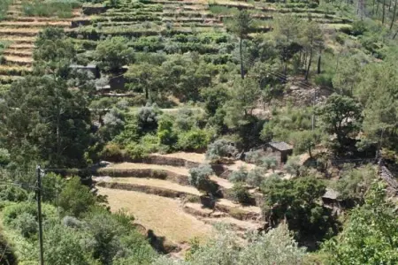 Casa Oliveirinha, Maison de vacances spacieuse à Covas avec parking - Photo 32