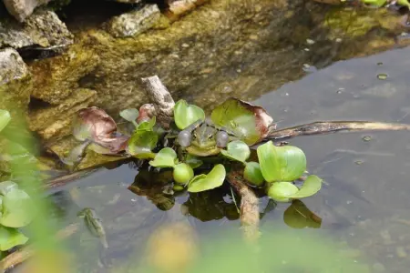 Casita da Lavandeira, Gîte rural avec jardin privé et barbecue à Ponte De Lima - Photo 38