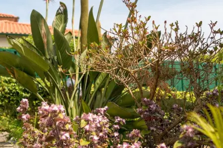Casa da Castanheta, Maison de vacances indépendante, terrasse privée à Arcozelo - Photo 16
