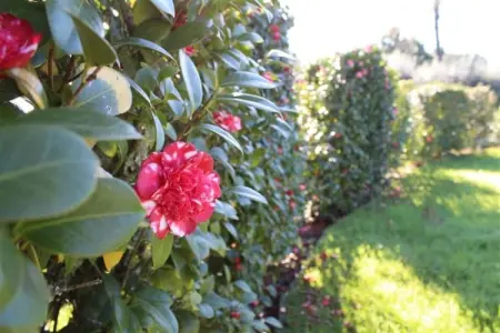 Casa da Adega, Excellent Gîte à Santa Comba avec parking et piscine communitaire - Photo 26