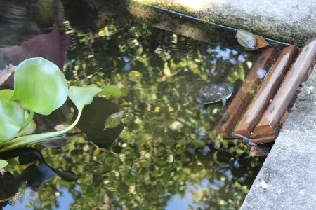Casa da Adega, Excellent Gîte à Santa Comba avec parking et piscine communitaire - Photo 36