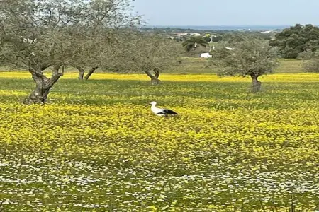 Casa do Forno, Gîte, piscine et jardin communs à Montemor-o-Novo Alentejo - Photo 31