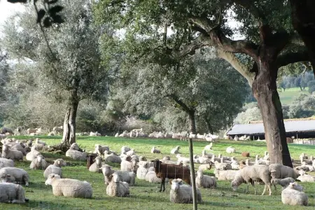 Casa do Forno, Gîte, piscine et jardin communs à Montemor-o-Novo Alentejo - Photo 32