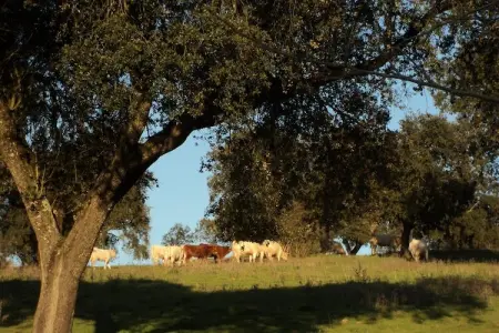 Casa do Forno, Gîte, piscine et jardin communs à Montemor-o-Novo Alentejo - Photo 33