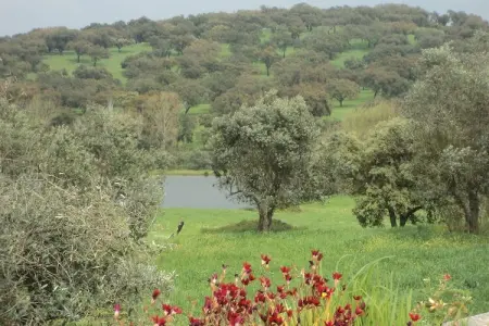 Casa das Flores, Ferme originale avec piscine à Montemor-o-Novo Alentejo - Photo 19