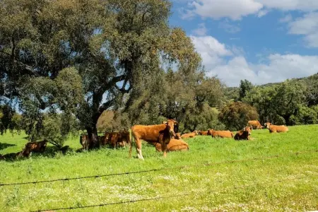 Casa da Figeira, Ferme à Montemor-o-Novo Alentejo avec terrasse privée - Photo 25