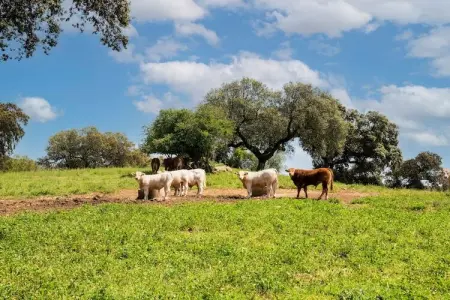Casa da Figeira, Ferme à Montemor-o-Novo Alentejo avec terrasse privée - Photo 30