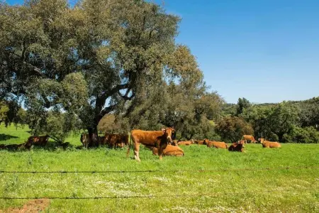 Casa do Forno de Pão, Maison à Montemor-o-Novo Alentejo avec piscine partagée - Photo 30