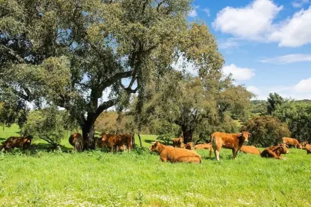 Casa do Forno de Pão, Maison à Montemor-o-Novo Alentejo avec piscine partagée - Photo 33