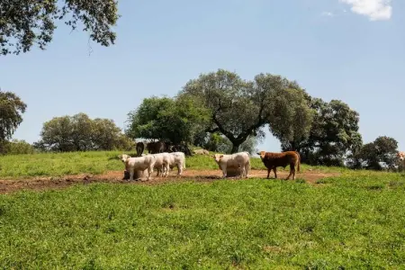 Casa do Forno de Pão, Maison à Montemor-o-Novo Alentejo avec piscine partagée - Photo 35