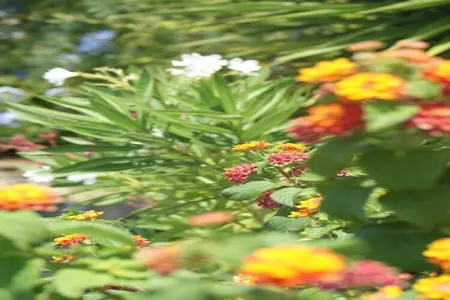 Villa Laranjeira, Superbe villa à Albufeira avec piscine privée - Photo 40