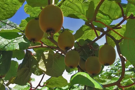 Quinta das Colmeias House, Belle Villa située à Santo António da Serra avec barbecue - Photo 14