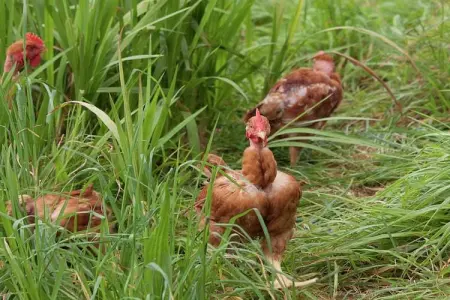 Quinta das Colmeias House, Belle Villa située à Santo António da Serra avec barbecue - Photo 16