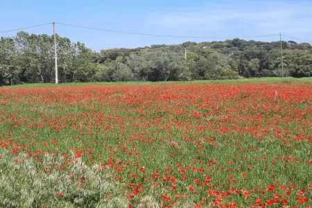 Casa Rey, Maison de vacances avec piscine, grand jardin avec piscine et belle vue à Begur - Photo 37