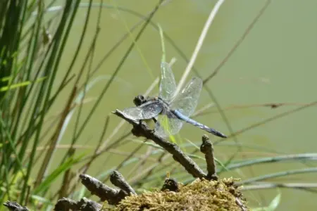 Maison de vacances, Maison périgourdine en pierre avec piscine privée, près de sites touristiques. - Photo 31
