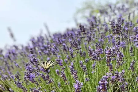 Casa Stefania, Gîte rustique à Scheggia avec piscine - Photo 33
